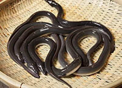 鰻